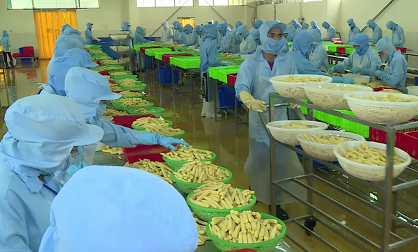 Alimentation un projet japonais de 8 millions de dollars autorisé à Cân Tho