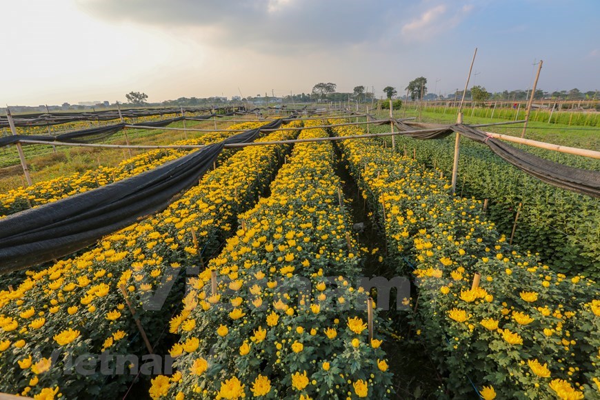 Le village de fleurs de Tay Tuu fleurit pour le Têt