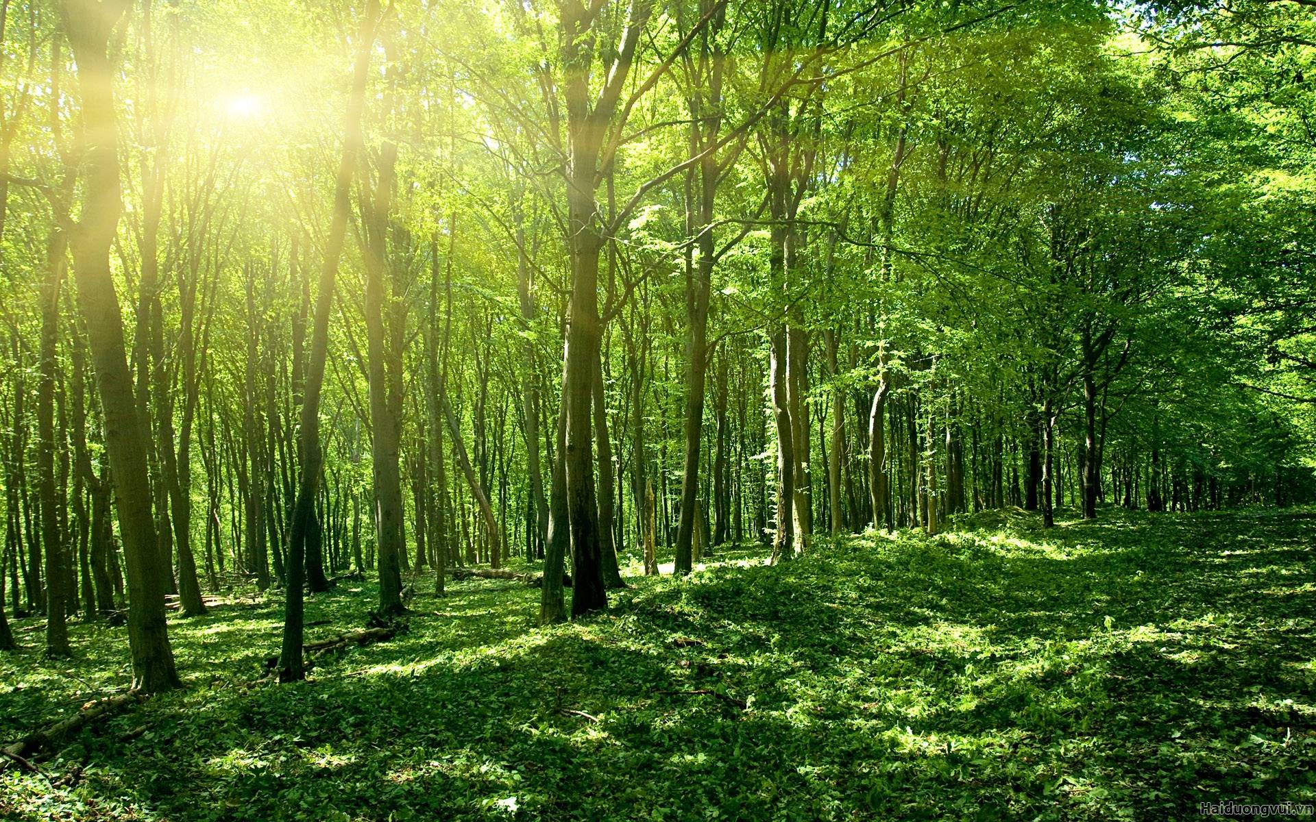 Publication de l’ensemble des normes nationales FSC pour la gestion des forêts au Vietnam