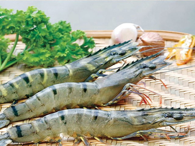 Forte hausse des exportations de crevettes vers l Australie