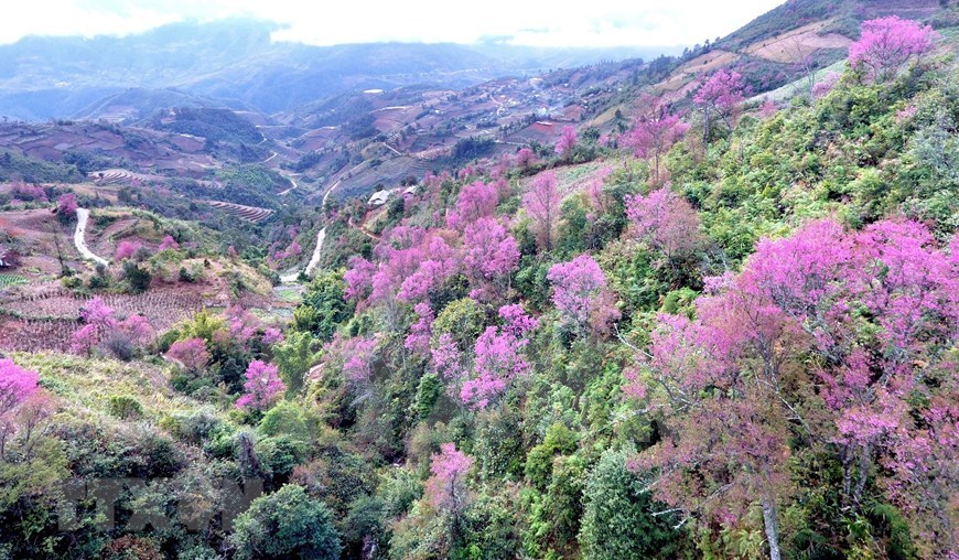 Les fleurs To Day égayent la zone montagneuse de Mu Cang Chai