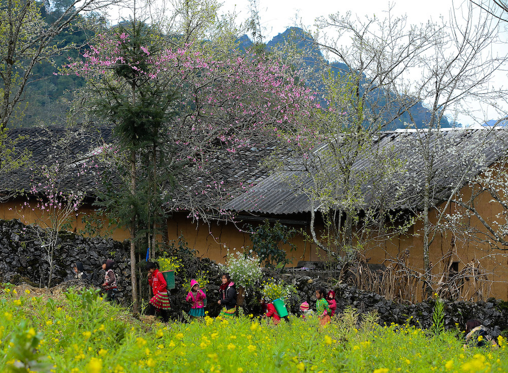 Pêchers en fleurs sur le plateau karstique de Dong Van