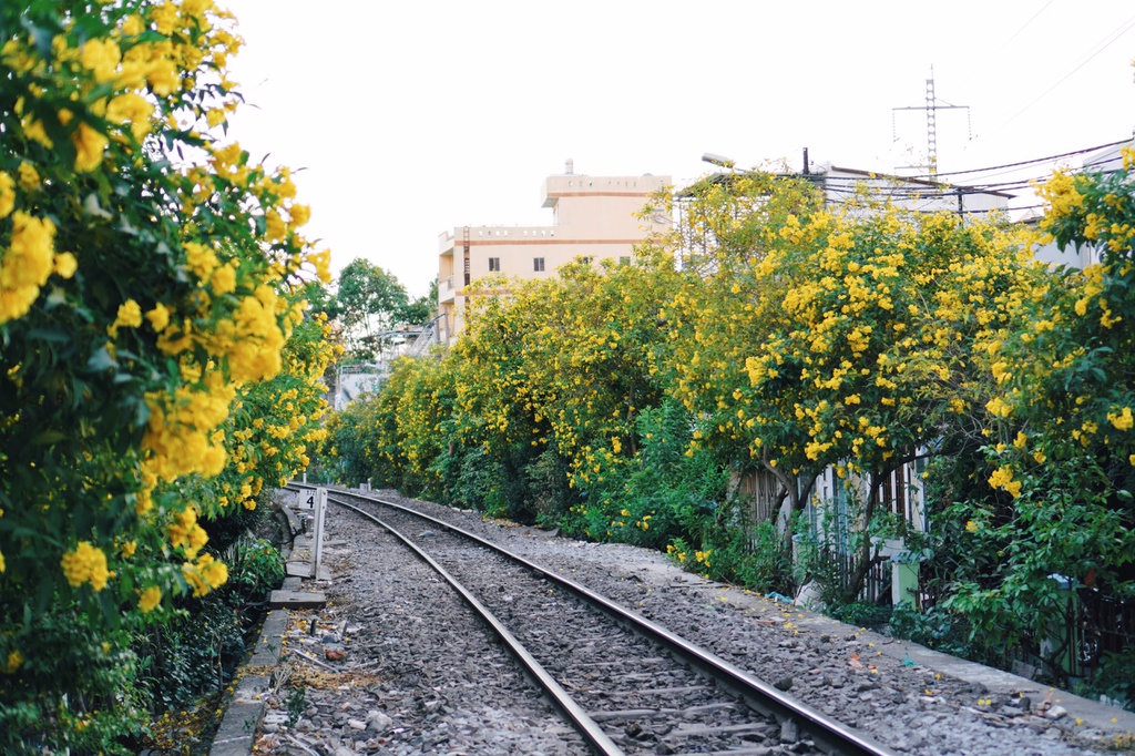[Photo] Floraison des Tecoma stans à Hô Chi Minh-Ville