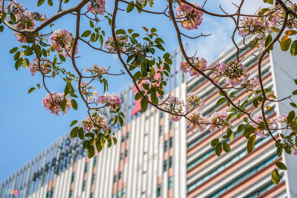 [Photo] Les Tabebuia rosea fleurissent tôt à Hô Chi Minh-Ville