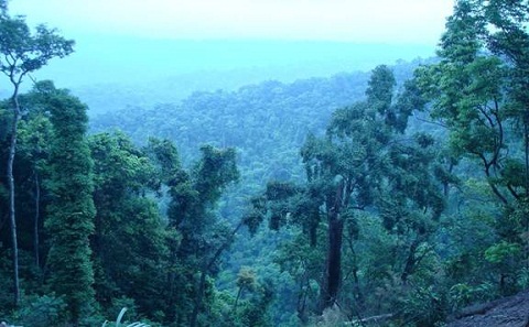 Quang Tri va développer 60 000 ha de forêts certifiées d ici 2030