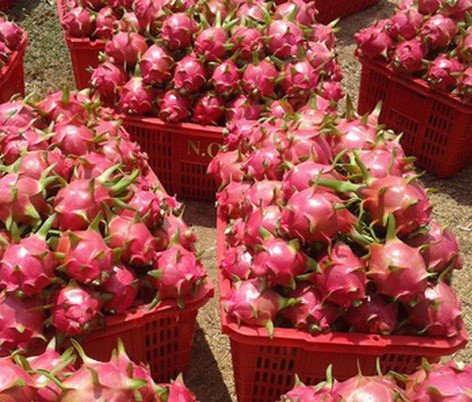 Un lot de huit conteneurs de fruits du dragon du Vietnam expédié aux Etats-Unis