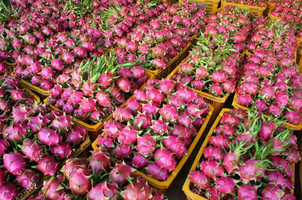 Long An 50 tonnes de fruits du dragon exportées quotidiennement par voie maritime