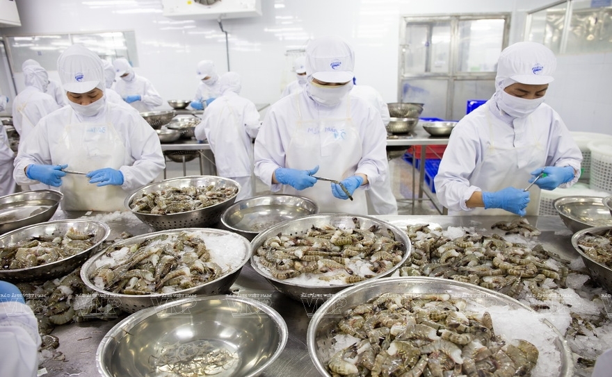 Exportation de crevettes en UE des perspectives positives