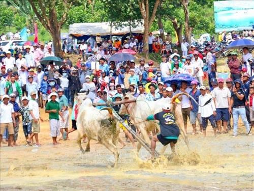 An Giang valorisation du festival des courses de bœuf Bay Nui