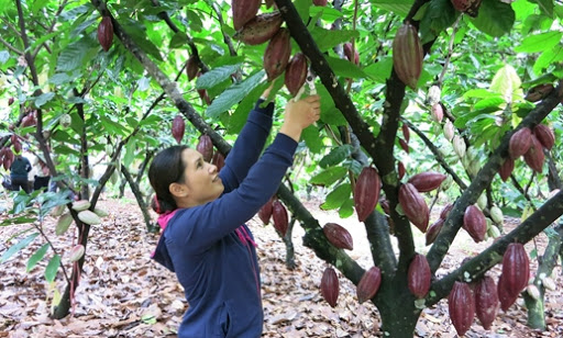 Ba Ria – Vung Tau développer la culture bio du cacaoyer