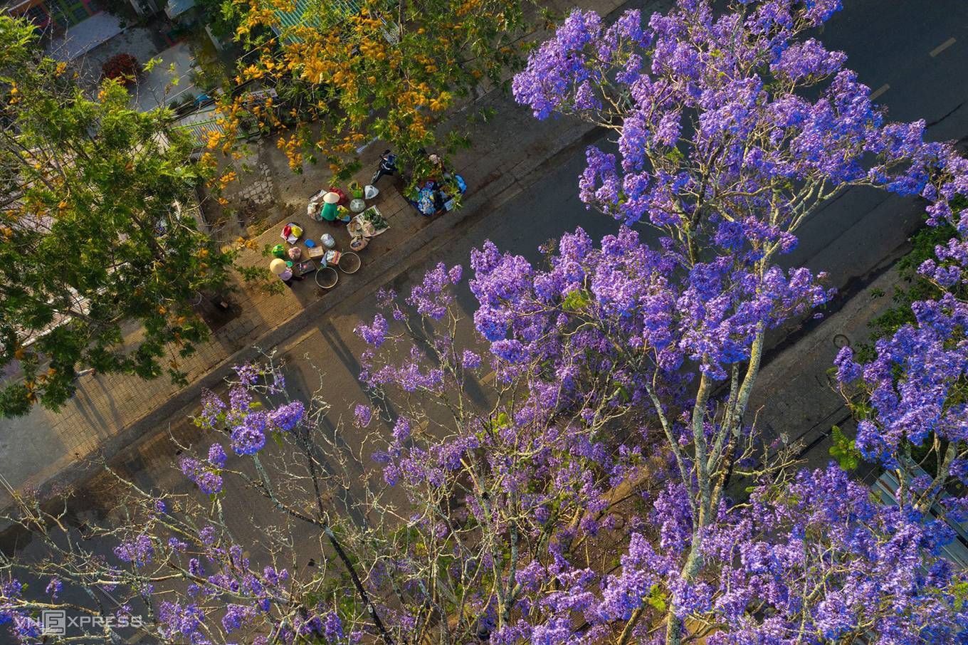 Da Lat à la saison des flamboyants violets