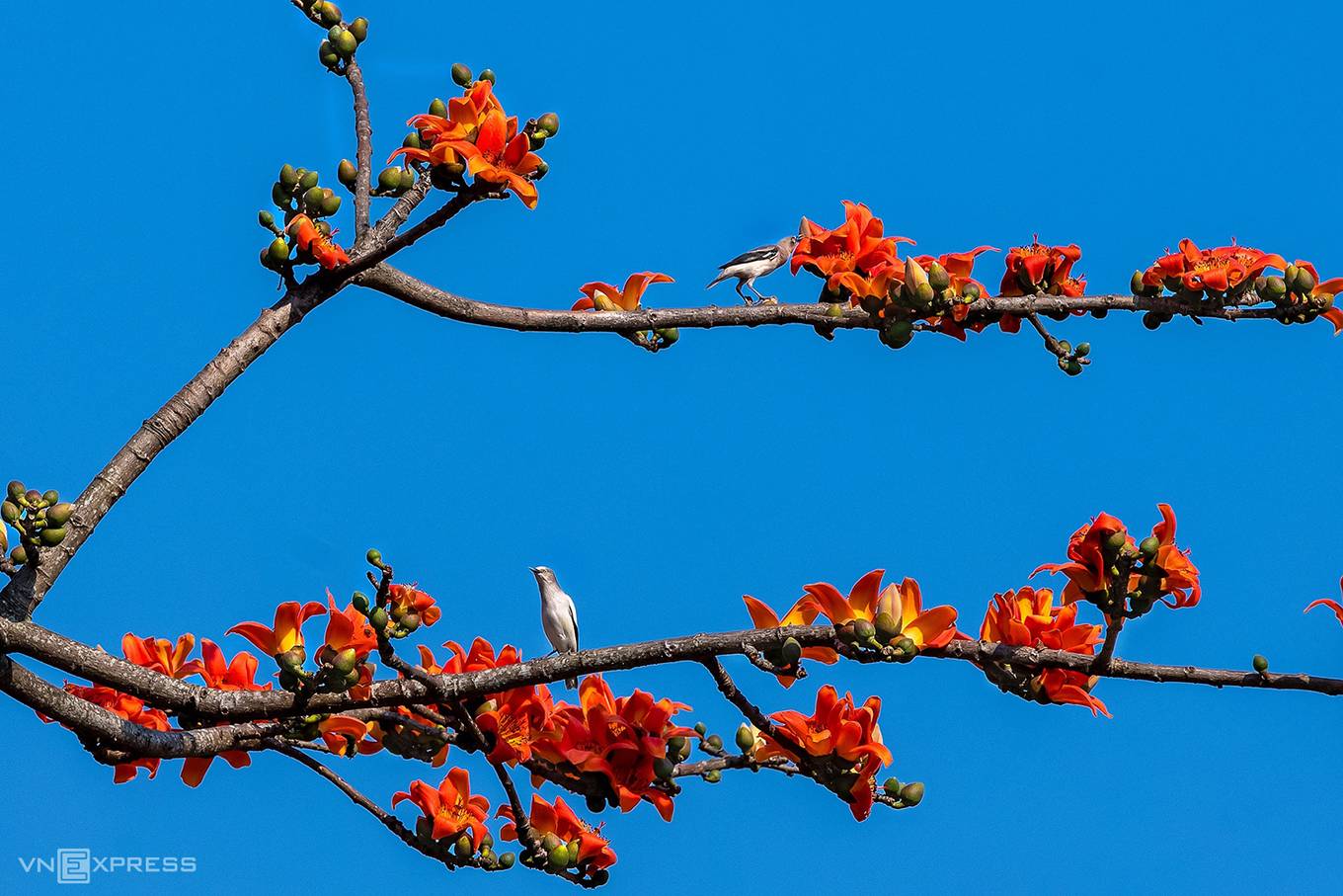 Huê à la saison de fleurs du Bombax ceiba