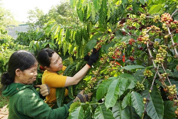Nestlé Vietnam présente au monde le café vietnamien de première qualité