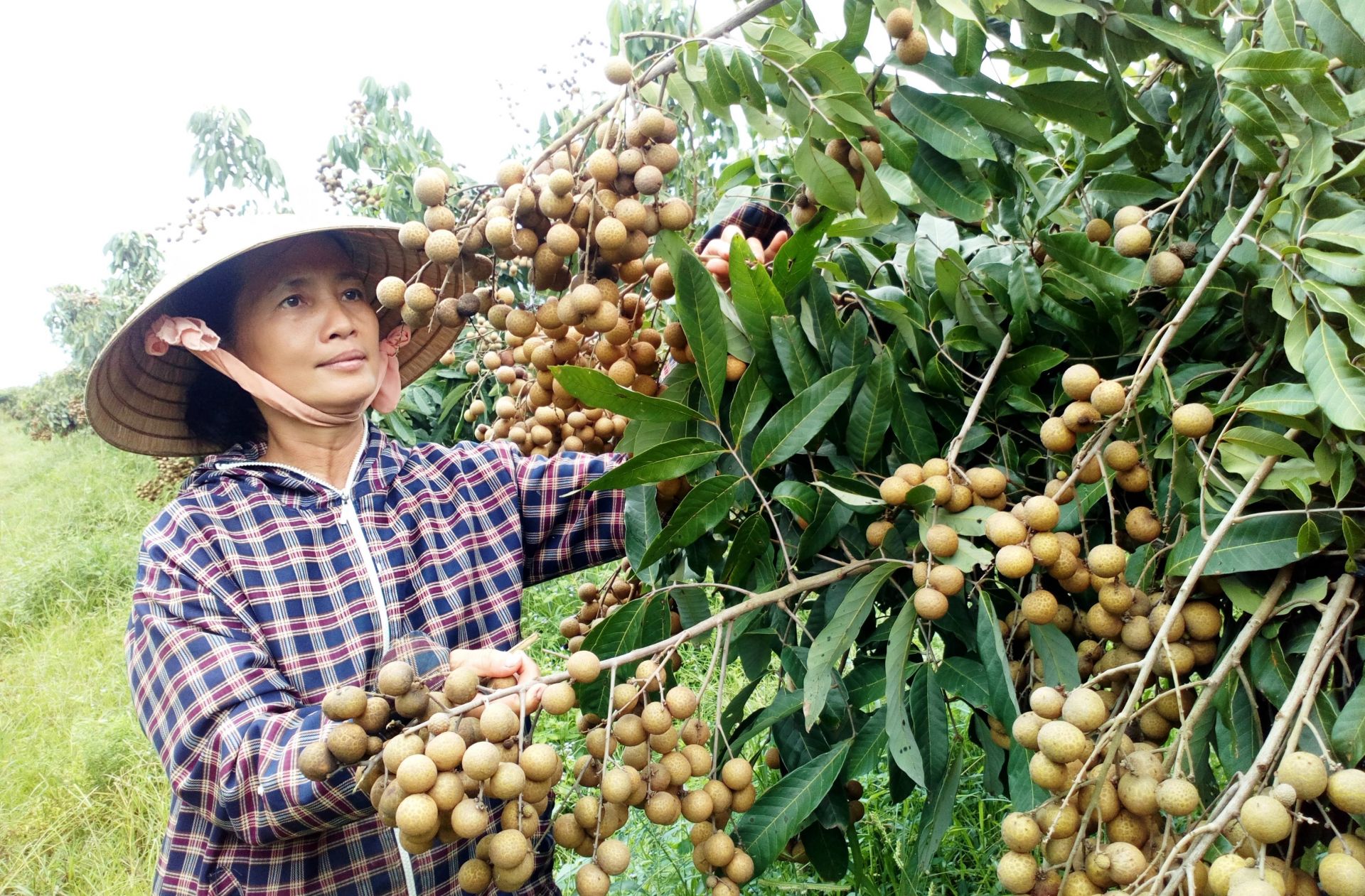 Promotion de la production agricole pour répondre à la consommation domestique et aux exportations