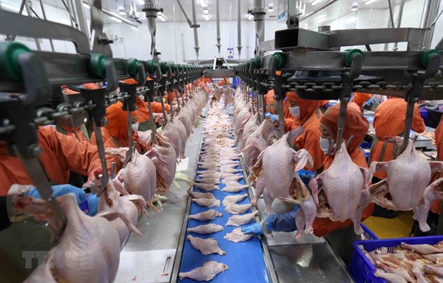 Préparatifs en cours pour exporter de la viande de poulet vers la Russie