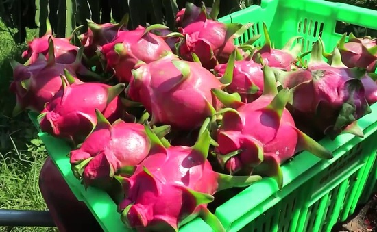 Les États-Unis, marché potentiel pour les fruits vietnamiens