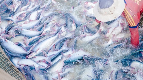 COVID-19 Les exportations de produits aquatiques face à de nombreuses difficultés