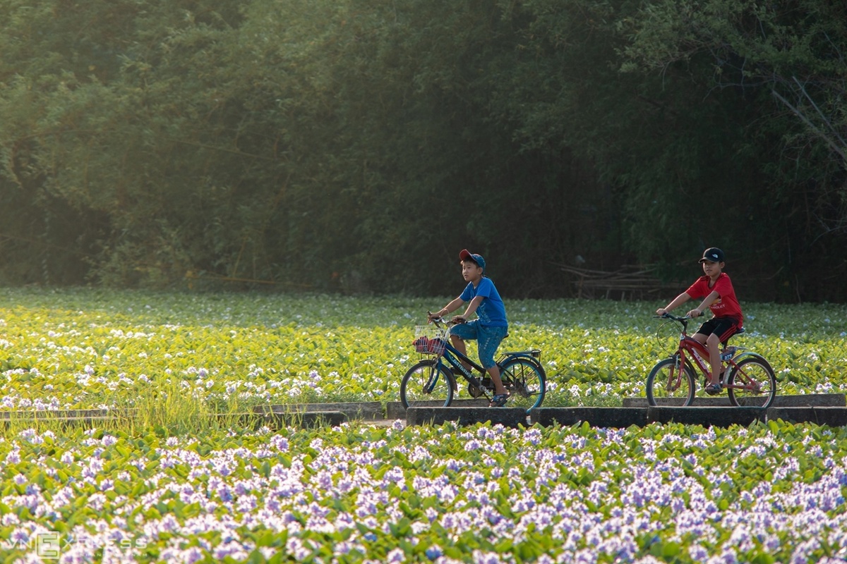 Saison de la jacinthe d eau