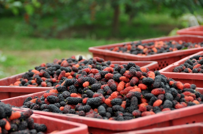 Hiep Thuan entre dans la saison de récolte des mûres