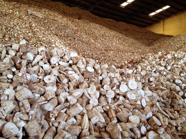 1er trimestre croissance des exportations vietnamiennes de manioc et de produits dérivés