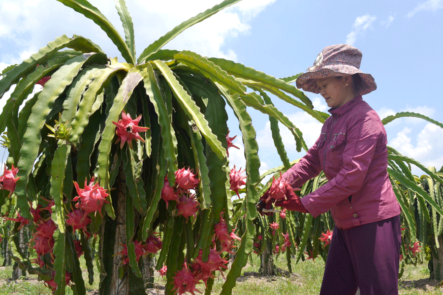 L IFC soutient l’accélération des exportations de fruits du Vietnam