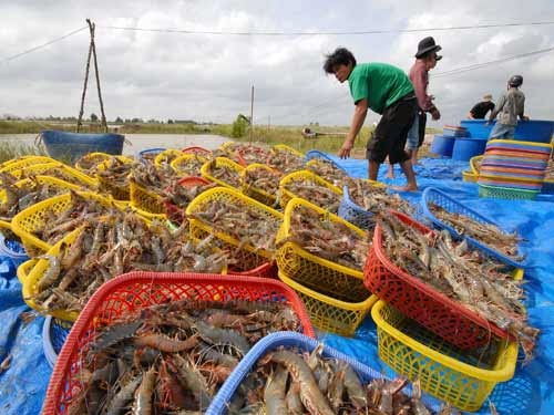 Les exportations nationales de crevettes montrent des signes de reprise