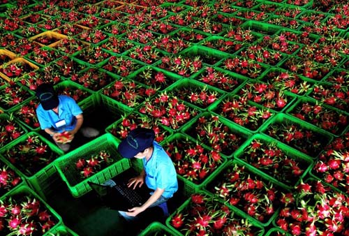 Le 1er produit agricole à atteindre un chiffre d affaires à l’export d’un «milliard de dollars»