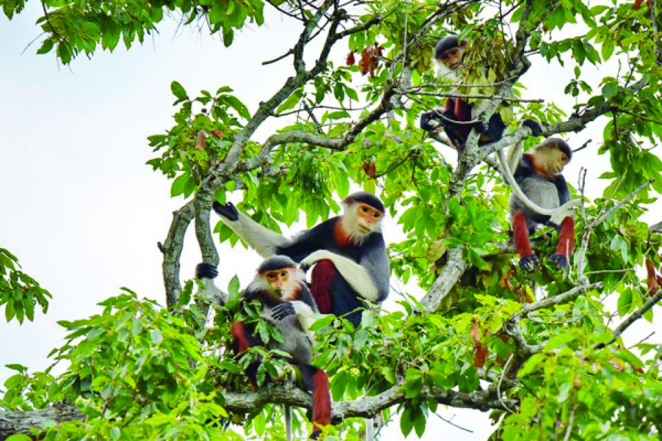 Lancement d un concours de photos sur la biodiversité du Vietnam