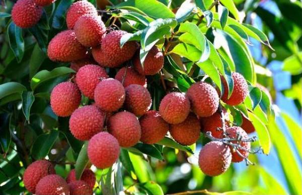 Se préparer à l’exportation de litchis frais du Vietnam au Japon