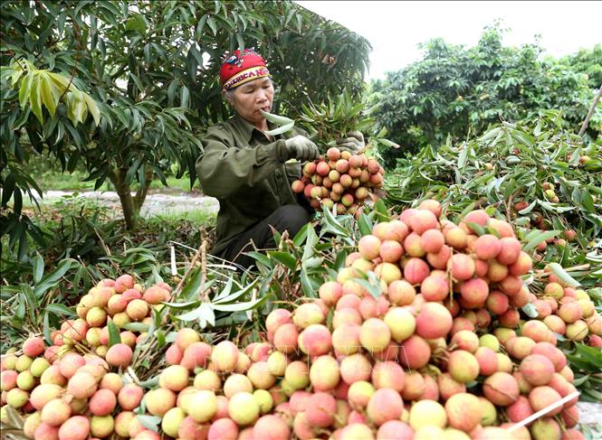 Le Vietnam et la Chine s efforcent de stimuler le commerce agricole