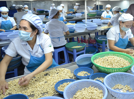 Noix de cajou Près d’un milliard de dollars d’exportations en 4 mois