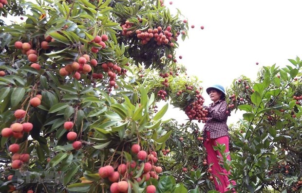 Le Vietnam stimule les exportations de litchi vers le Japon
