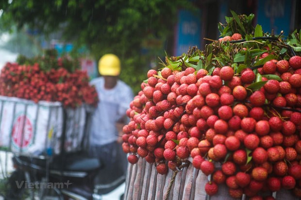 Se préparer à l’exportation de litchis frais du Vietnam au Japon
