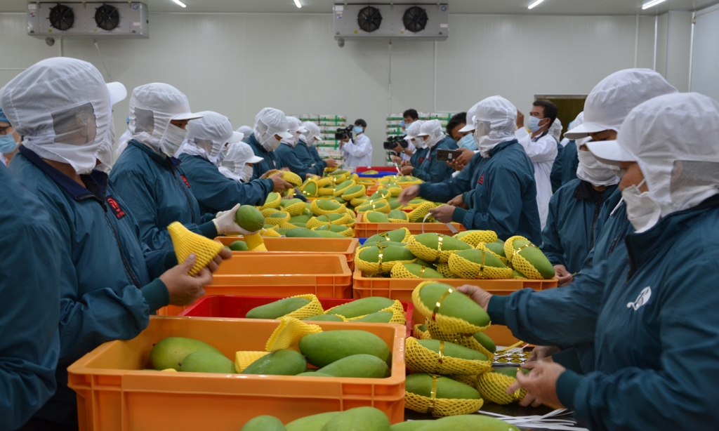 Les exportations de fruits et légumes estimées à 390 millions de dollars en avril