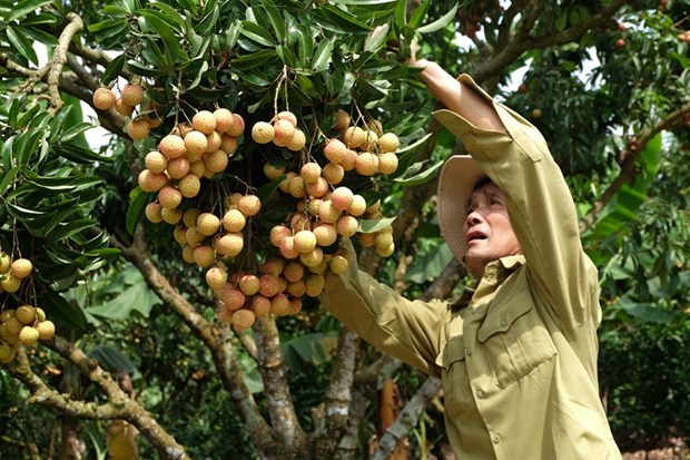 Le litchi « thieu » de Luc Ngan Bac Giang à la conquête de marchés exigeants