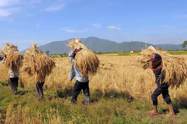 Le Cambodge exporte près d un million de tonnes de paddy vers le Vietnam en cinq mois