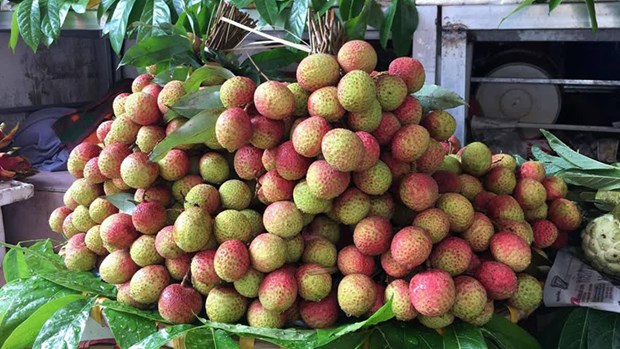 Neuf tonnes de litchi U hông du Vietnam expédiées vers l Australie