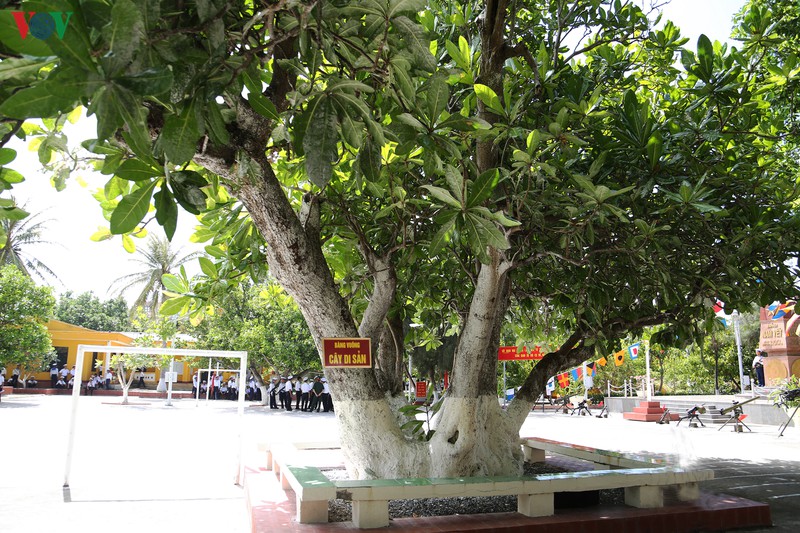 Spratly  quatre arbres reconnus patrimoines nationaux