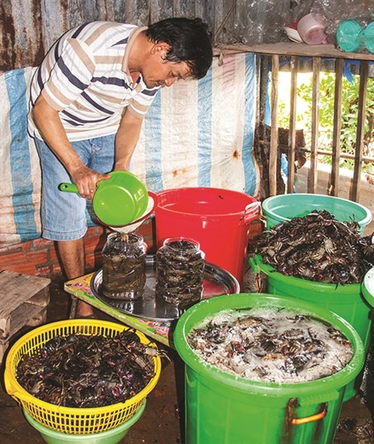 La fabrication de la sauce traditionnelle de Ca Mau reconnue patrimoine culturel national