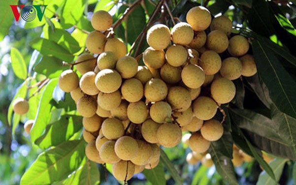 Son La  Exportation de 2 600 tonnes de longanes