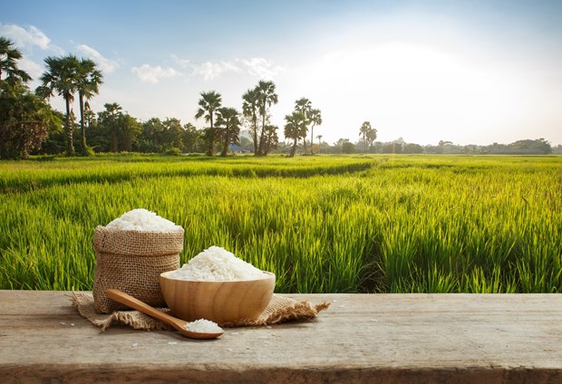 Les exportations de riz du Cambodge devraient atteindre 800 000 tonnes en 2020