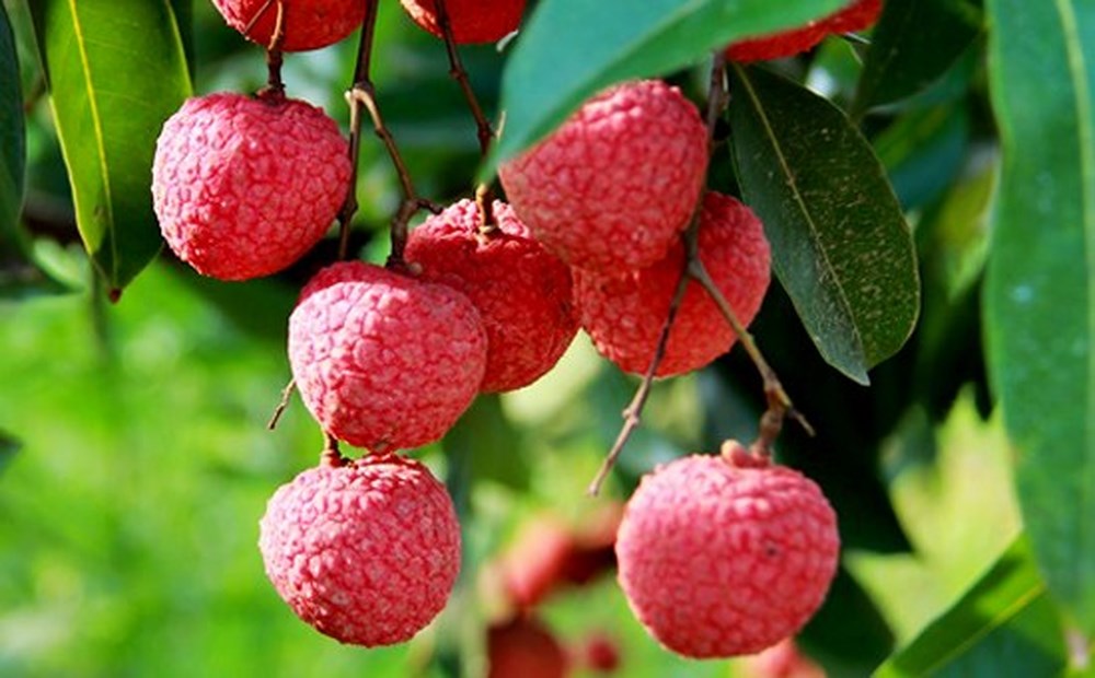 Le litchi vietnamien autorisé à l exportation vers le Japon