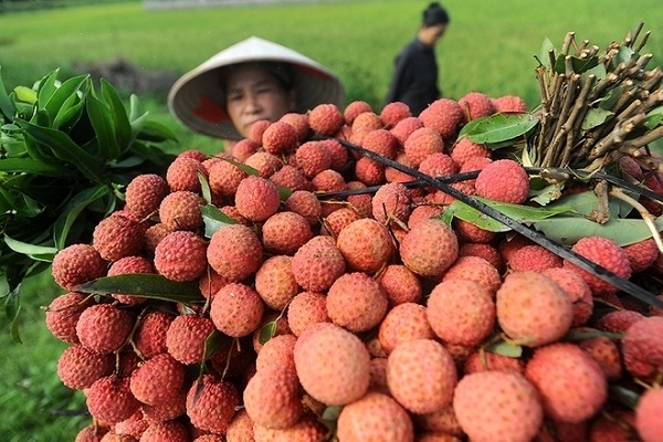 Central Retail vendra 1 000 tonnes de litchis de Luc Ngan en 2020
