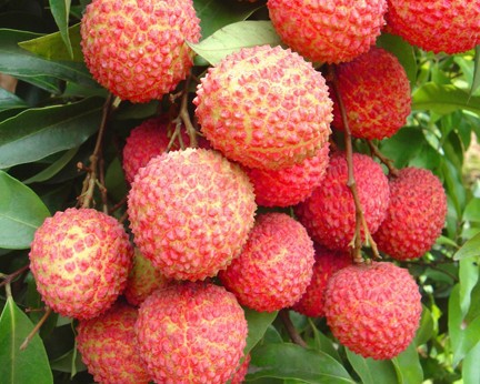 Des experts japonais inspecteront des lots de litchis d’exportation