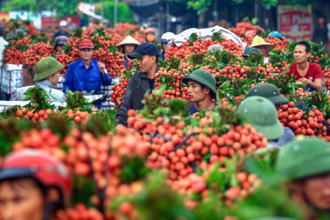 Les premiers lots de litchis vietnamiens arrivent au Japon