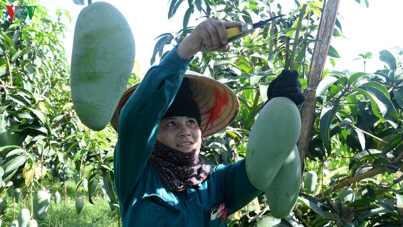 Son La exporte 30 tonnes de mangues vers le marché américain