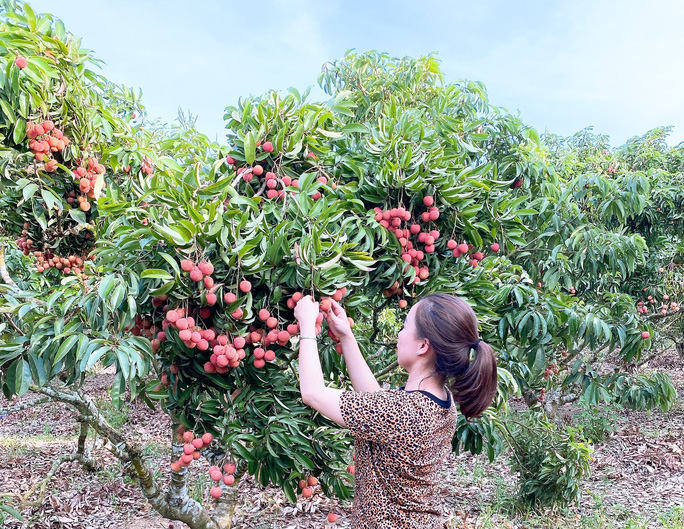 Une bonne occasion pour l exportation de fruits au Japon