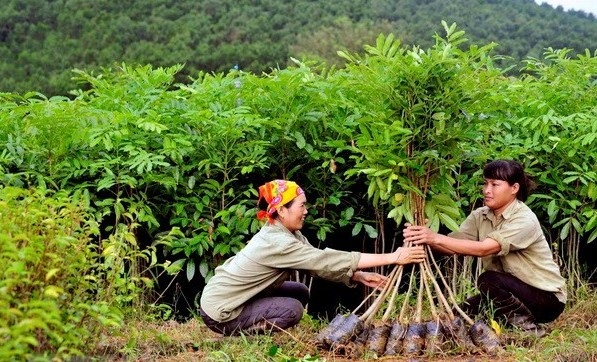 106 300 hectares de forêt concentrée plantés au premier semestre 2020