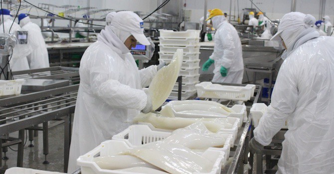 Les exportations de calmars et de poulpes augmentent légèrement en juin
