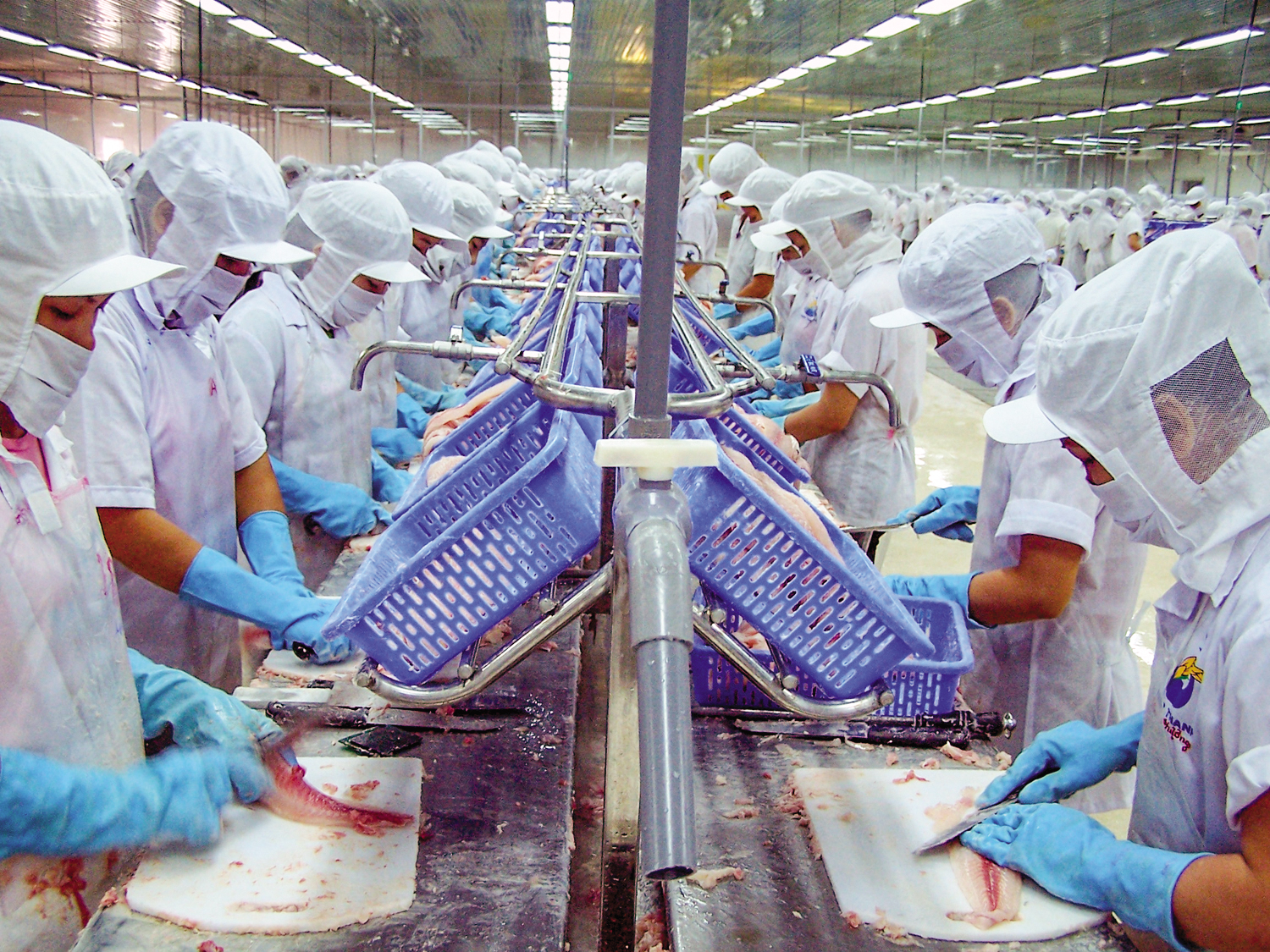 Exportation nationales de pangas Le marché britannique se démarque